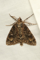 Pseudocoremia suavis