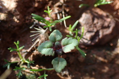 Acanthomintha ilicifolia