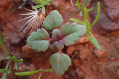 Acanthomintha ilicifolia