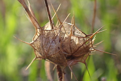 Acanthomintha ilicifolia