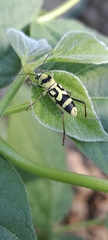 Chlorophorus varius