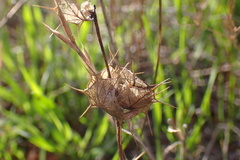 Acanthomintha ilicifolia