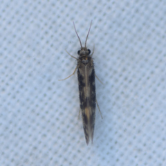 Agraylea multipunctata