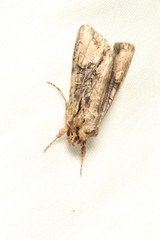 Ichneutica