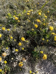 Leucospermum tomentosum