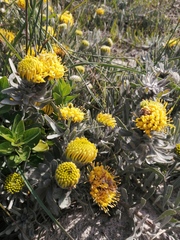 Leucospermum tomentosum