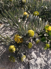 Leucospermum tomentosum