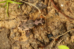 Neocicindela parryi