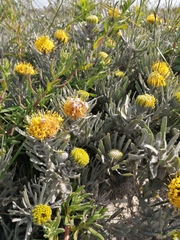 Leucospermum tomentosum