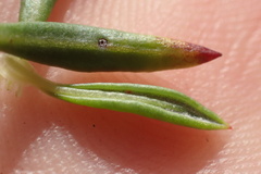 Eriogonum fasciculatum foliolosum