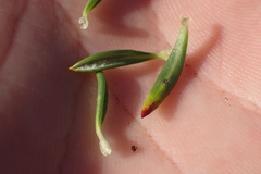 Eriogonum fasciculatum foliolosum