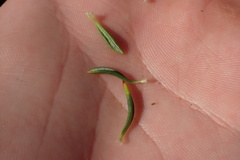Eriogonum fasciculatum foliolosum