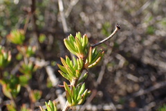 Eriogonum fasciculatum foliolosum