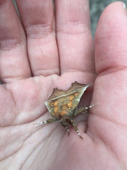 Scoliopteryx libatrix