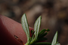 Eriogonum fasciculatum foliolosum