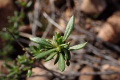 Eriogonum fasciculatum foliolosum