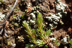 Selaginella cinerascens