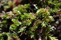 Selaginella cinerascens
