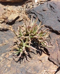 Cephalophyllum numeesense