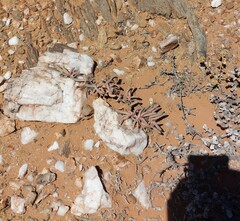 Cephalophyllum numeesense