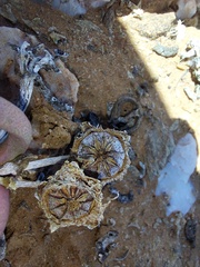 Cephalophyllum numeesense