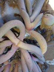 Cephalophyllum numeesense