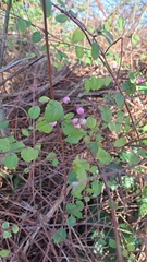 Symphoricarpos × chenaultii