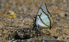 Polyura eudamippus