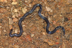 Melanophidium wynaudense