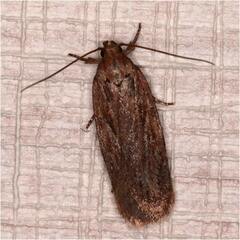 Depressaria daucella