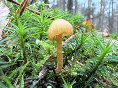 Galerina paludosa