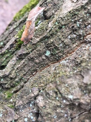 Scoliopteryx libatrix