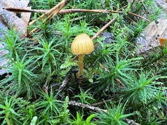 Galerina paludosa