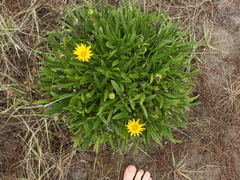 Gazania