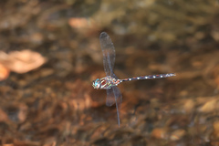 Austroaeschna pulchra