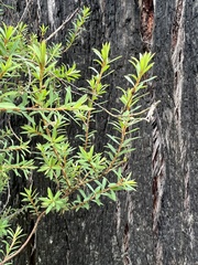 Pultenaea muelleri