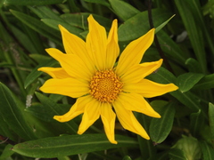 Gazania