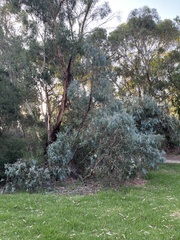 Eucalyptus cephalocarpa