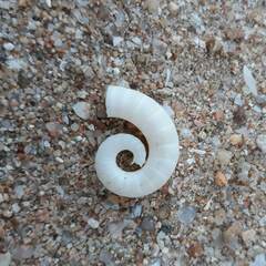 Spirula spirula