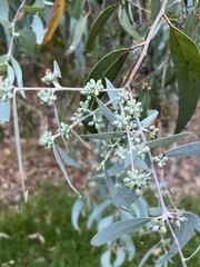 Eucalyptus cephalocarpa