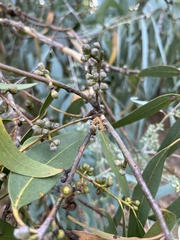 Eucalyptus cephalocarpa