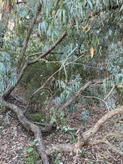 Eucalyptus cephalocarpa