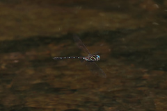 Austroaeschna pulchra