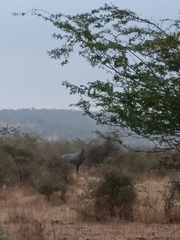 Boselaphus tragocamelus