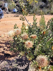 Protea glabra