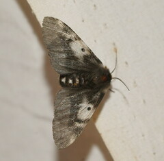 Nataxa flavescens