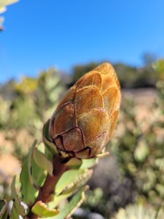 Protea glabra