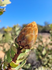 Protea glabra