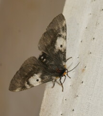 Nataxa flavescens