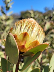 Protea glabra